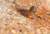 Dicyrtomina saundersi